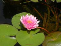 WATER LILLY 