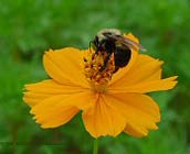 Bee on Cosmos