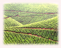 Munnar tea garden